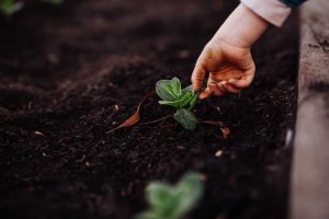 Veggie patch