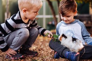 Feeding the guinea pig
